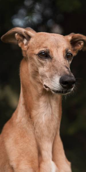 galgo español fotos