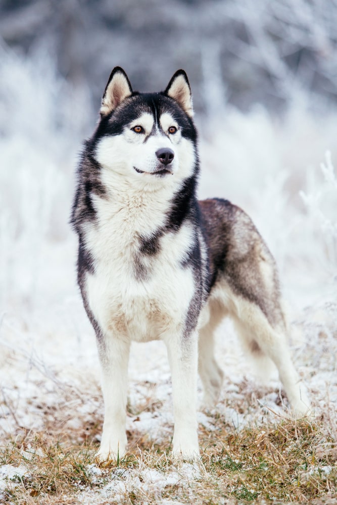 husky siberiano fotos