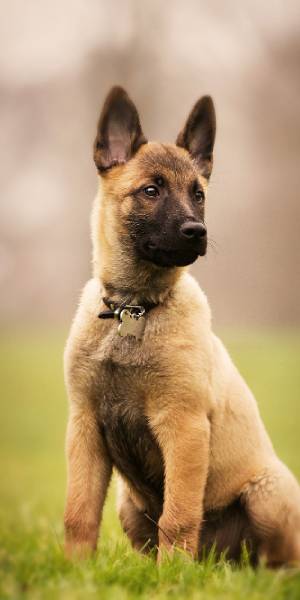 fotos de pastor belga malinois cachorros