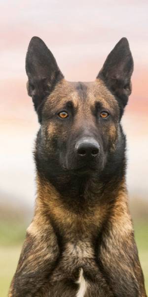 fotos de pastor belga malinois