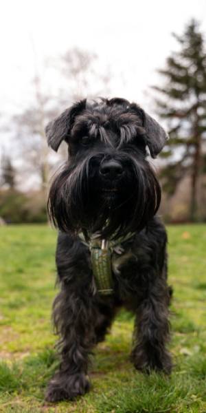 fotos de schnauzer gigante