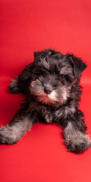 fotos de cachorros schnauzer