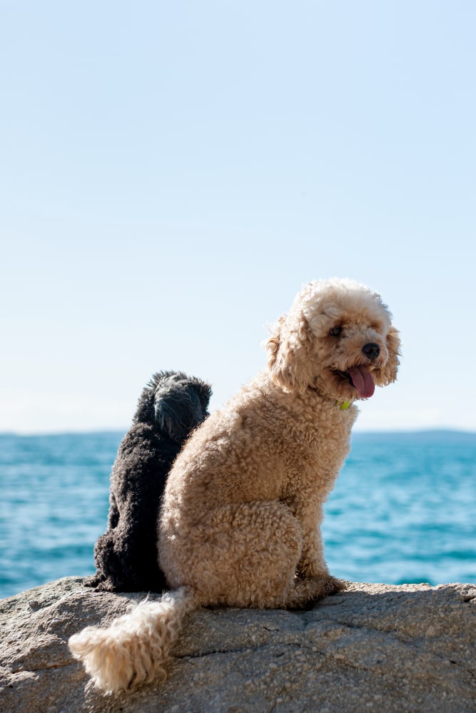 perro de agua español fotos