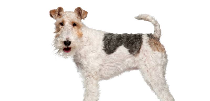 Fox terrier pelo de pelo duro