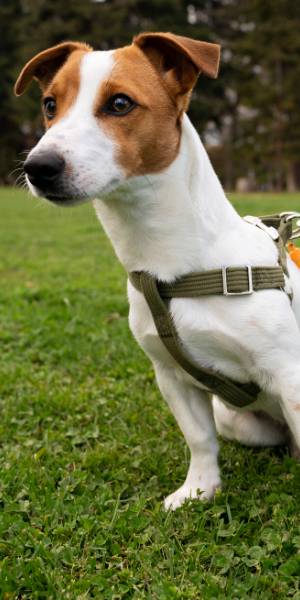 fotos jack russell terrier 3