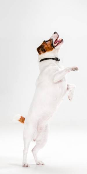 fotos jack russell terrier 2
