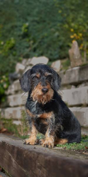 raza de perro teckel fotos