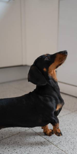raza de perro teckel fotos 1