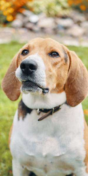 fotos de beagle