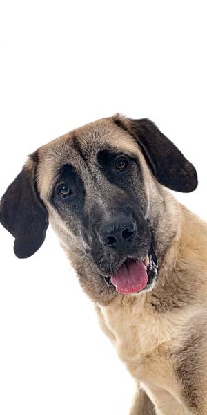 turco kangal