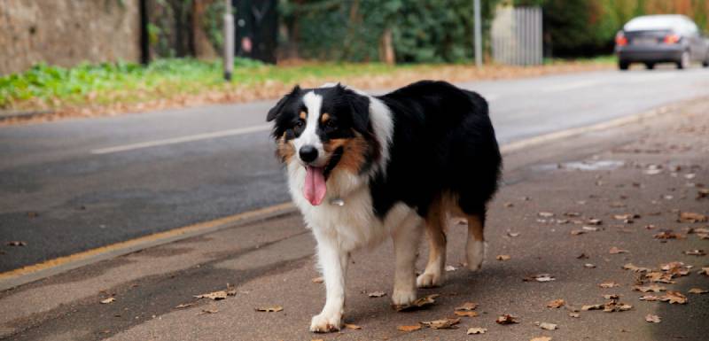 enfermedades transmitidas por las pulgas a los perros