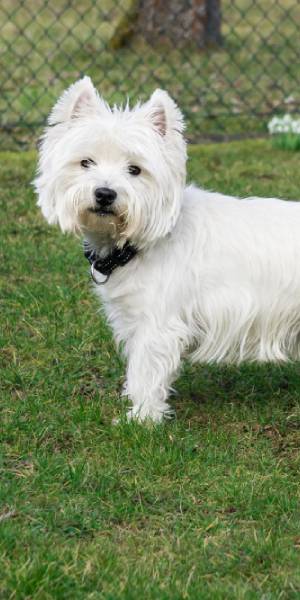 West Highland White Terrier fotos 1