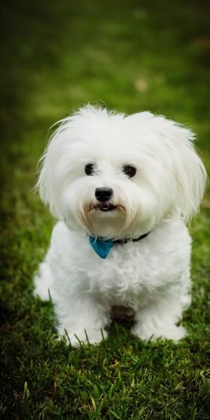 bichon maltes foto