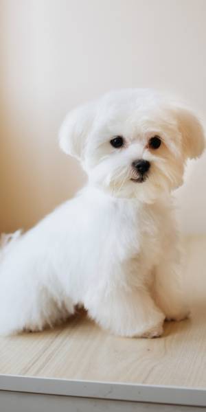 foto bichon maltes