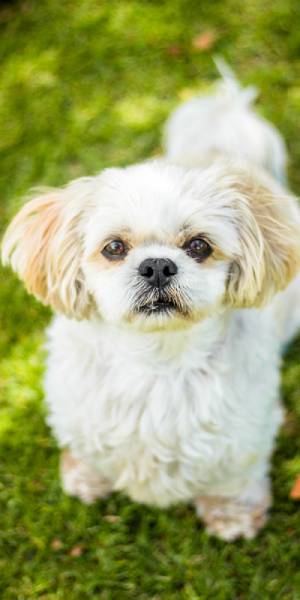 bichon maltes fotos