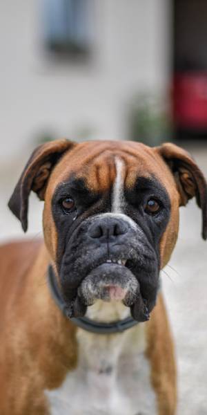 fotos de raza boxer