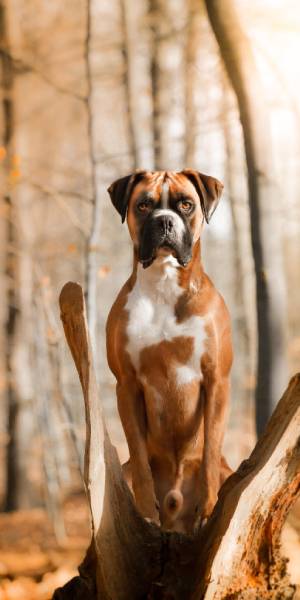 fotos de perro boxer