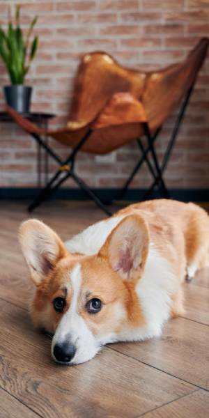 fotos corgi