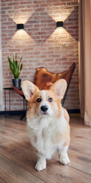 corgi fotos 2