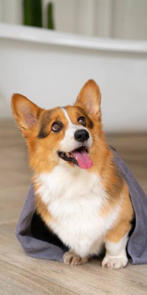 corgi fotos