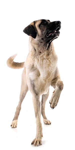 kangal turco
