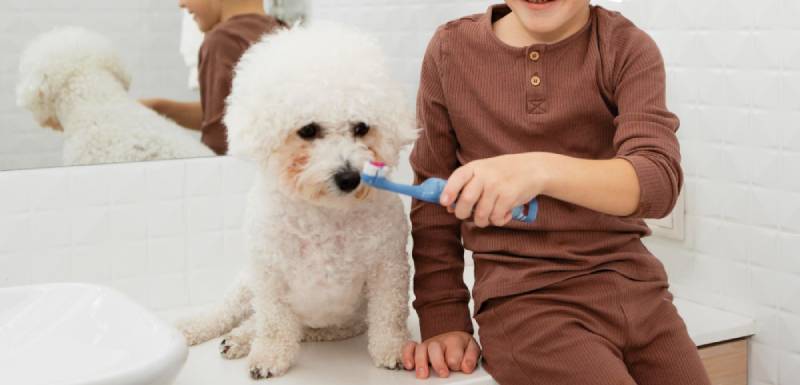 salud dental para perros