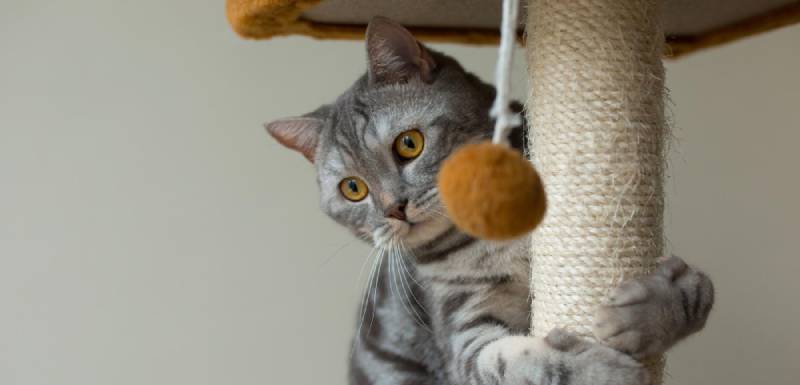 que hacer con un gato aburrido