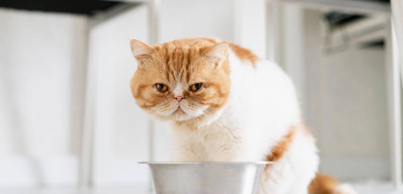 mi gato no come comida humeda