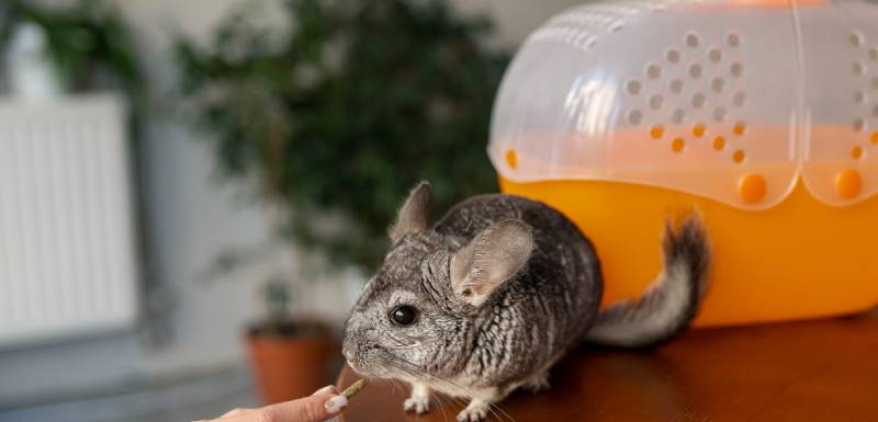 pasos para bañar a una chinchilla