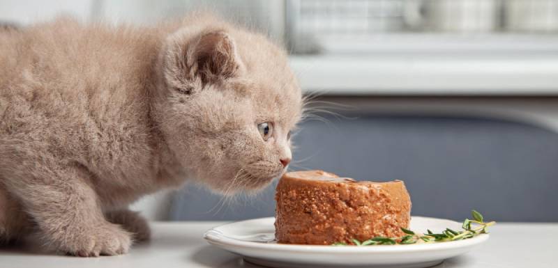 comida humeda gatitos