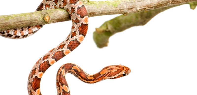serpiente del maiz colgada de una rama