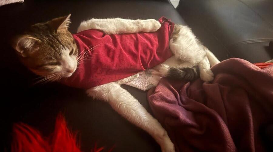 Gatita Dani