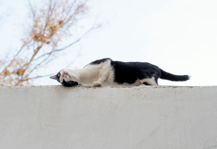 Gato rascándose