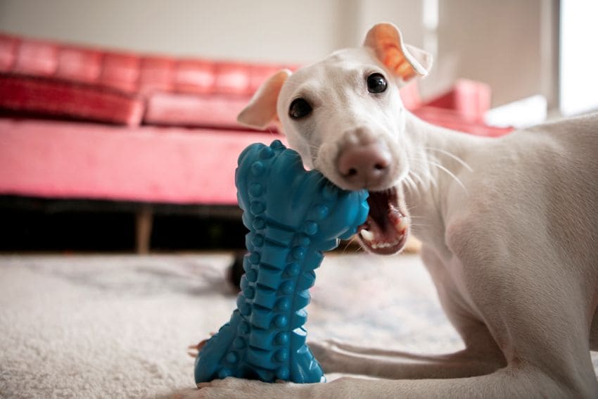 perro jugando solo