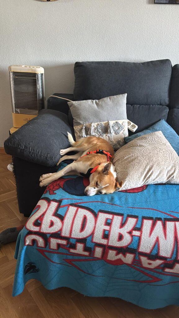la historia de adopcion de cheto