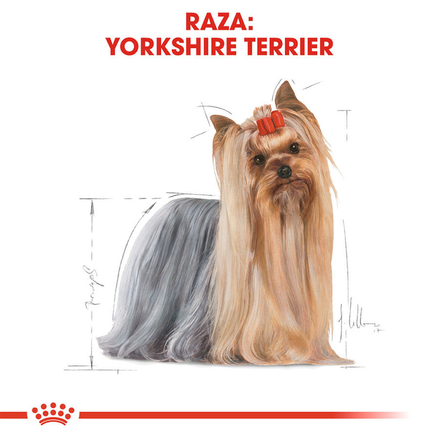 7.5 kg Royal Canin Adult Yorkshire Terrier pienso para perros, , large Imagen numero 3
