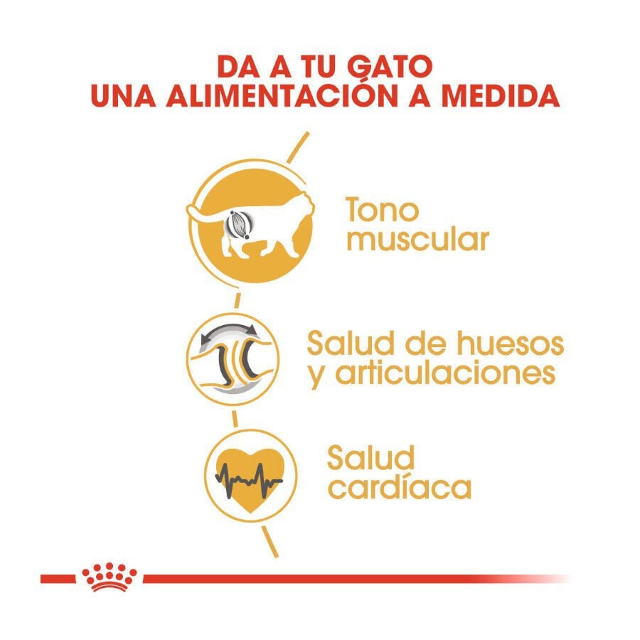 10 kg Royal Canin Adult British Shorthair pienso para gatos, , large indicador imagen numero 5