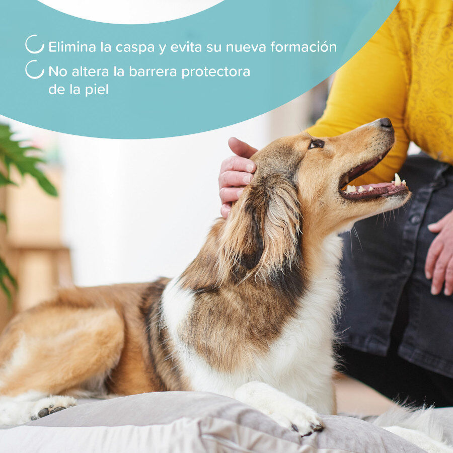 Beaphar Champ&uacute; Anticaspa para perros y gatos, , large indicador imagen numero 4