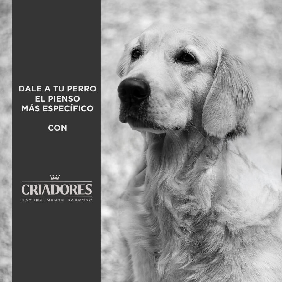 15 kg Criadores Senior Pollo y Arroz pienso para perros de razas medianas y grandes, , large Imagen numero 5