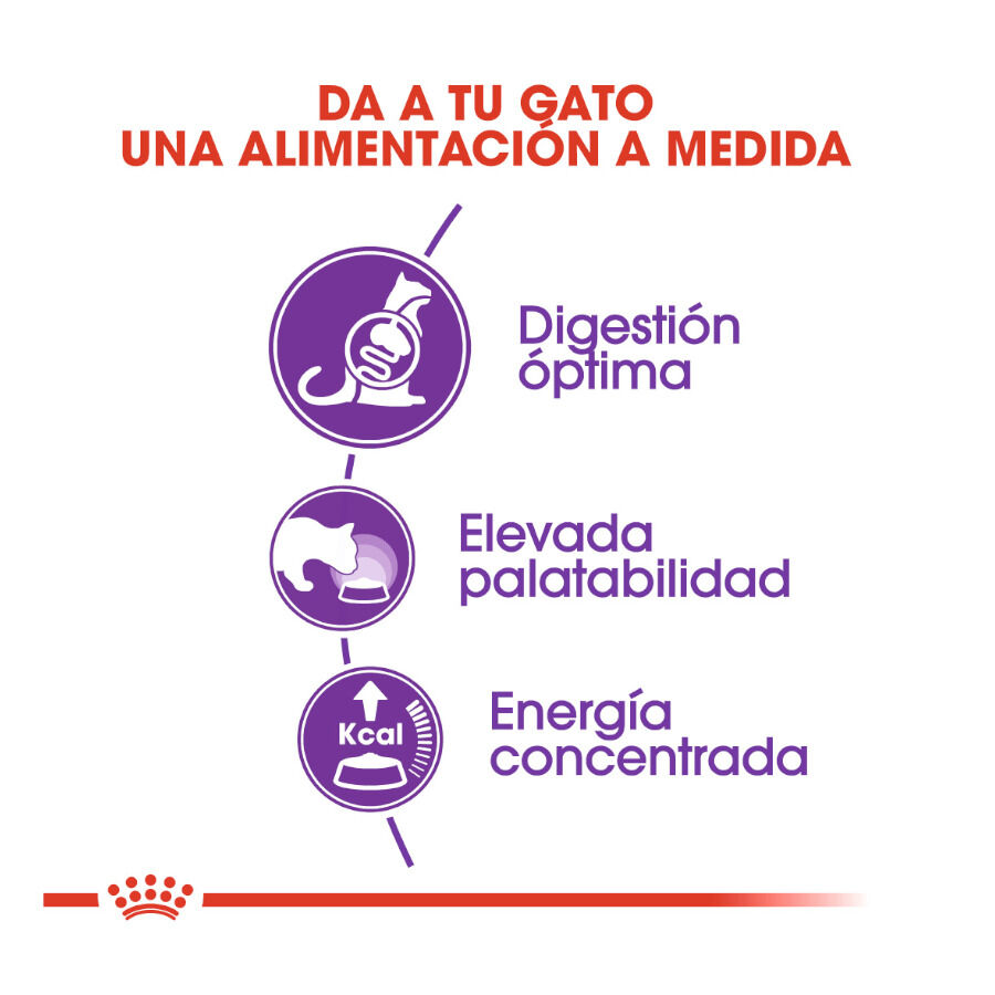 10 kg Royal Canin Regular Sensible 33 pienso para gatos, , large Imagen numero 4