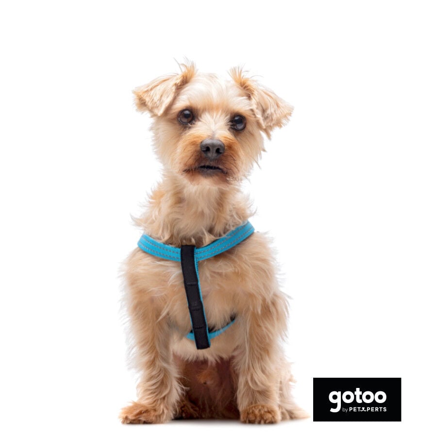 Gotoo Arn&eacute;s reflectante de neopreno azul para perros, , large indicador imagen numero 3