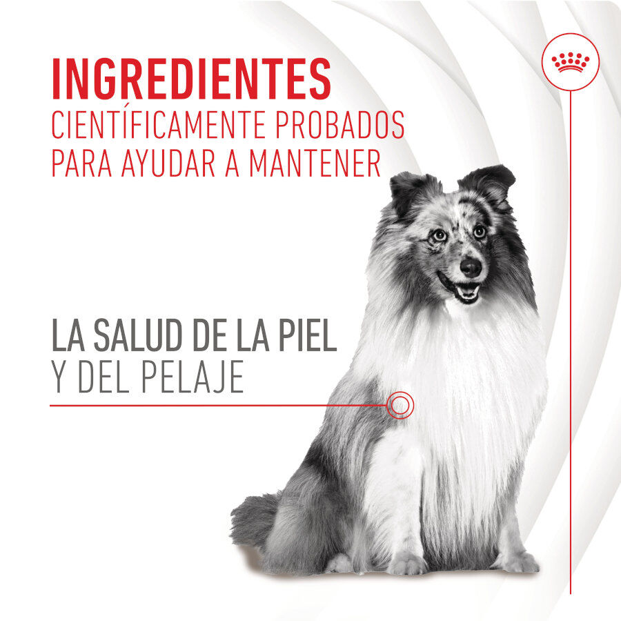 240 g Royal Canin Skin & Coat Chews Adult Suplemento nutricional para perros, , large Imagen numero 4