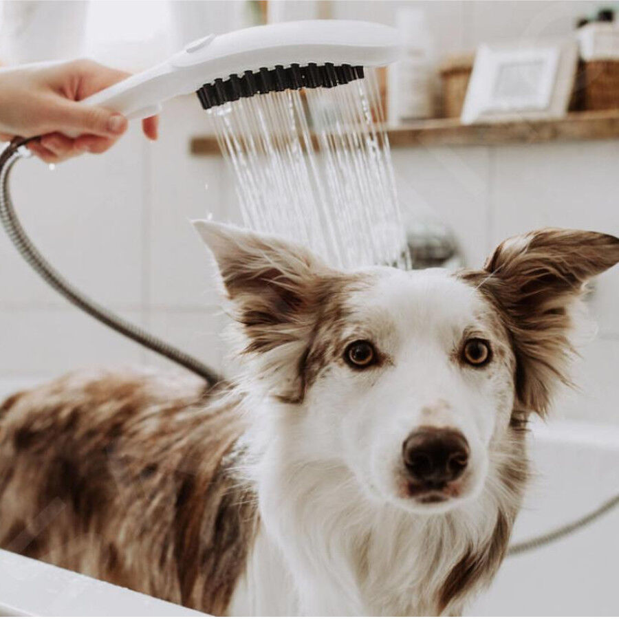 Hansgrohe Alcachofa de Ducha Blanca para perros, , large indicador imagen numero 2