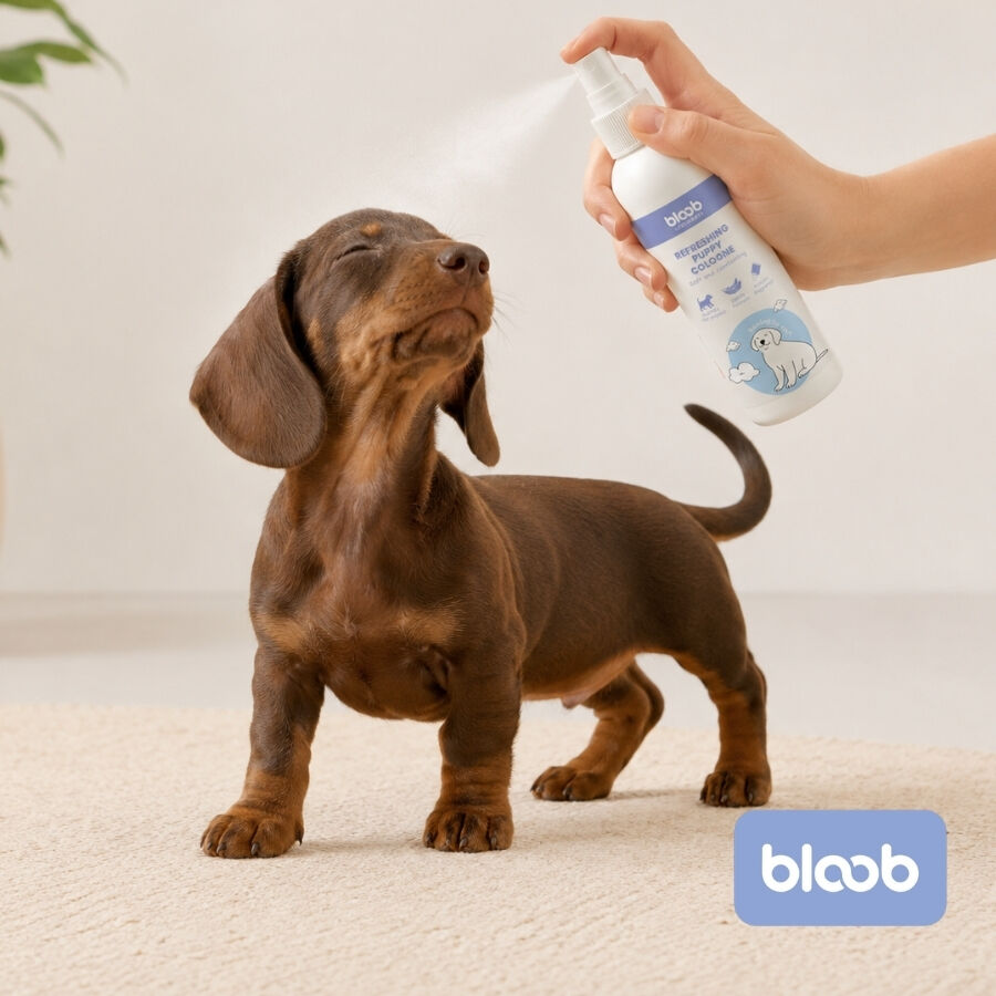 Bloob Colonia Refrescante para cachorros, , large indicador imagen numero 2