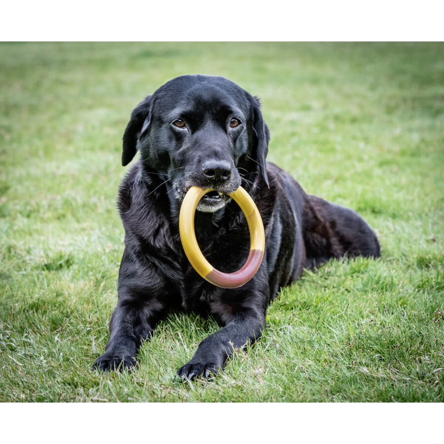 Nylabone Extreme Chew Ring Mordedor Redondo Sabor a Hamburguesa para perros, , large Imagen numero 2