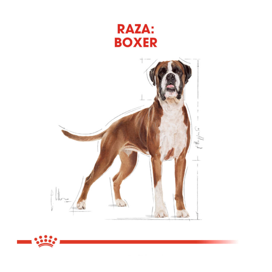 12 kg Royal Canin Adult Boxer pienso para perros, , large Imagen numero 4