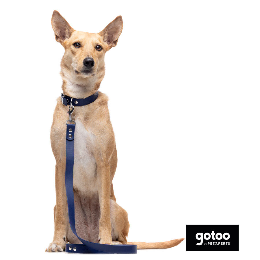 Gotoo Correa Biothane azul para perros, , large indicador imagen numero 5