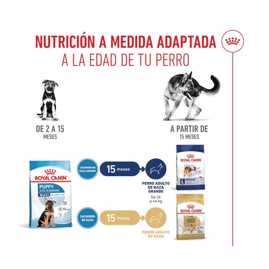 15 kg Royal Canin Puppy Maxi pienso para perros, , large indicador imagen numero 8