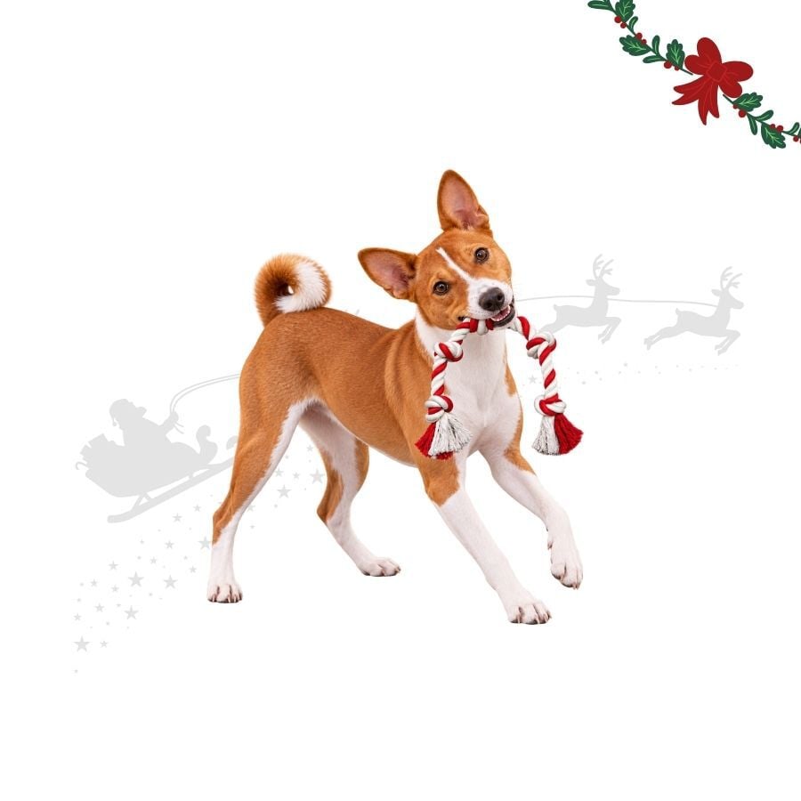 Wonder Christmas Cuerda Forma Caramelo Juguete para perros, , large Imagen numero 1