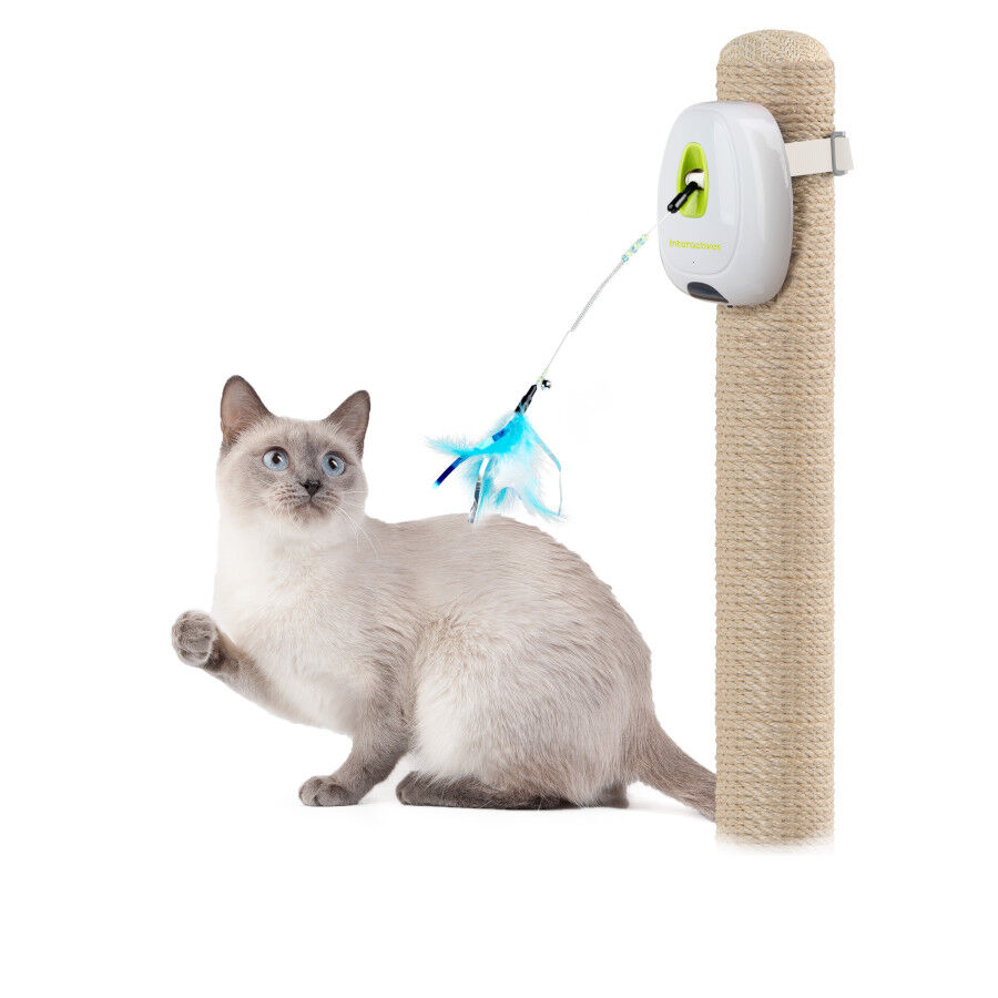 All For Paws Interactives Juguete Jumpin Wand para gatos, , large Imagen numero 1